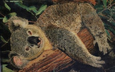 Oil painting on canvas - Koala bear